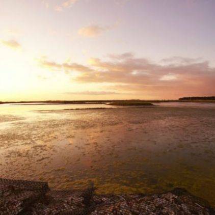 Dégustez les délicieuses huitres de La Baie de l'Aiguillon sur mer